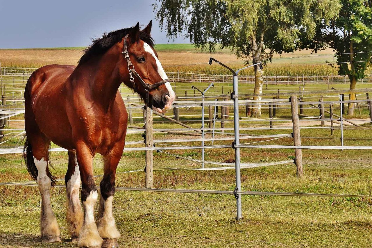 B&B for Horses: An Enchanting World