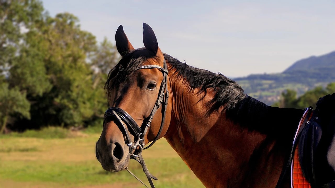 Questions to ask when touring a barn
